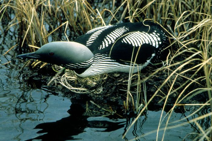 The black-throated loon