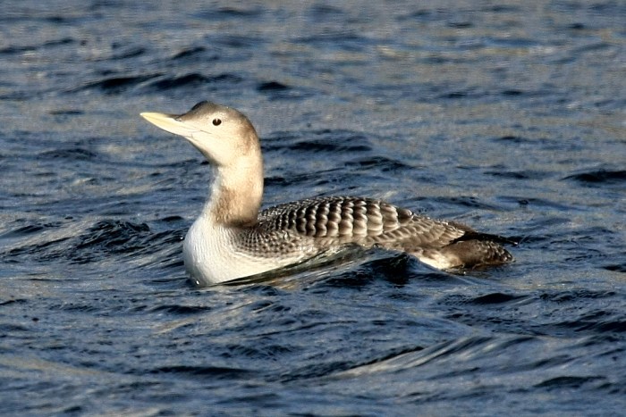 The yellow-billed loon